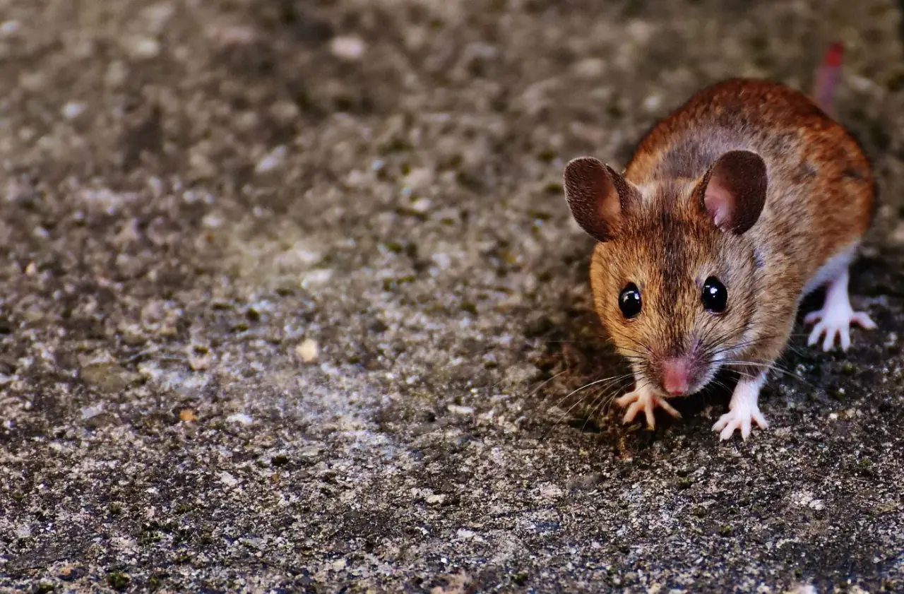 City Junk Life Hacks: Keeping The Furry Pests Out This Winter