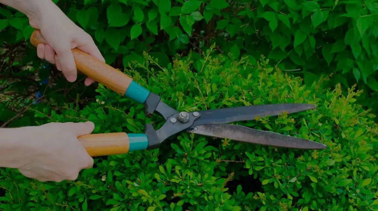 Hedge Trimming work by City Junk and Gardening